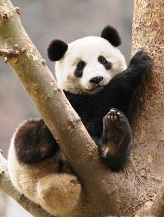 Qian Qian