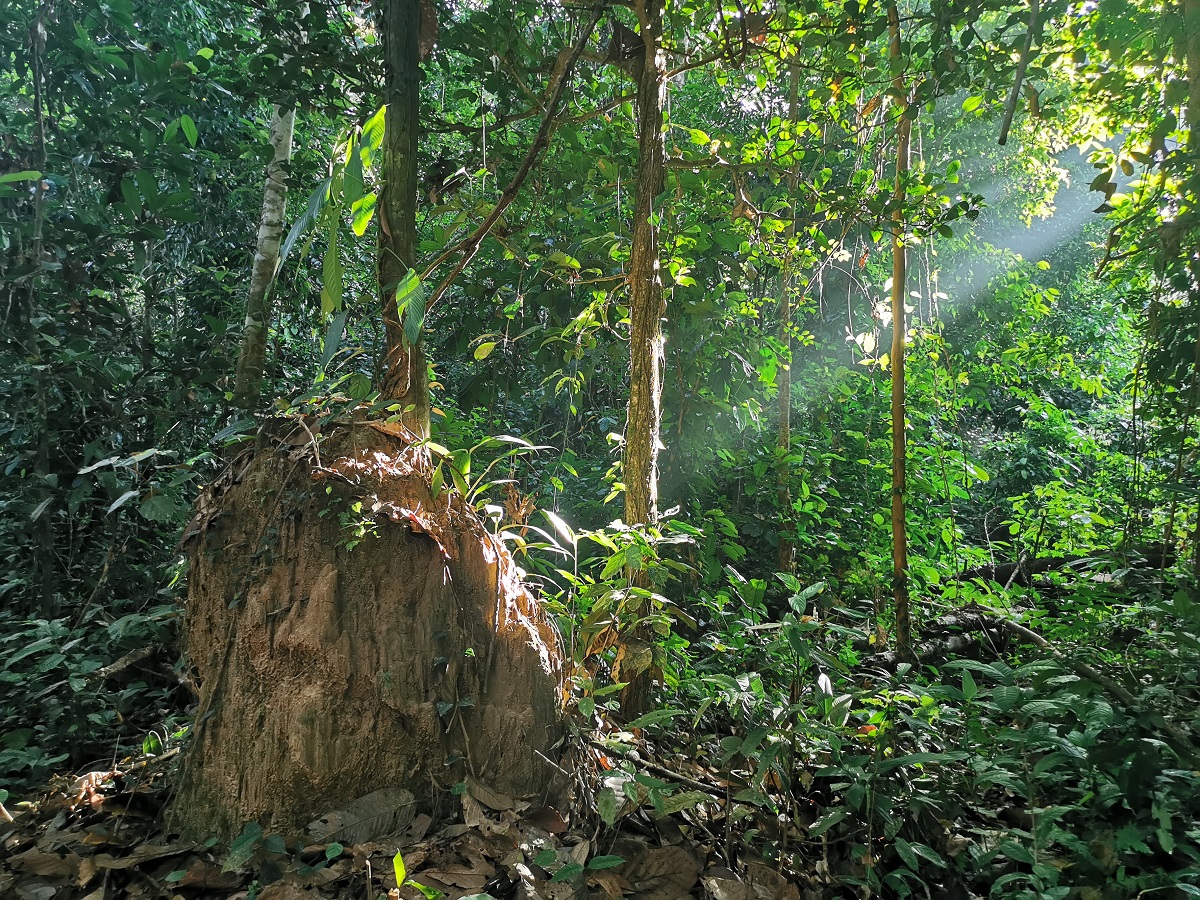 Getting Away: Eco-tourism in Malaysian Borneo | GoKunming