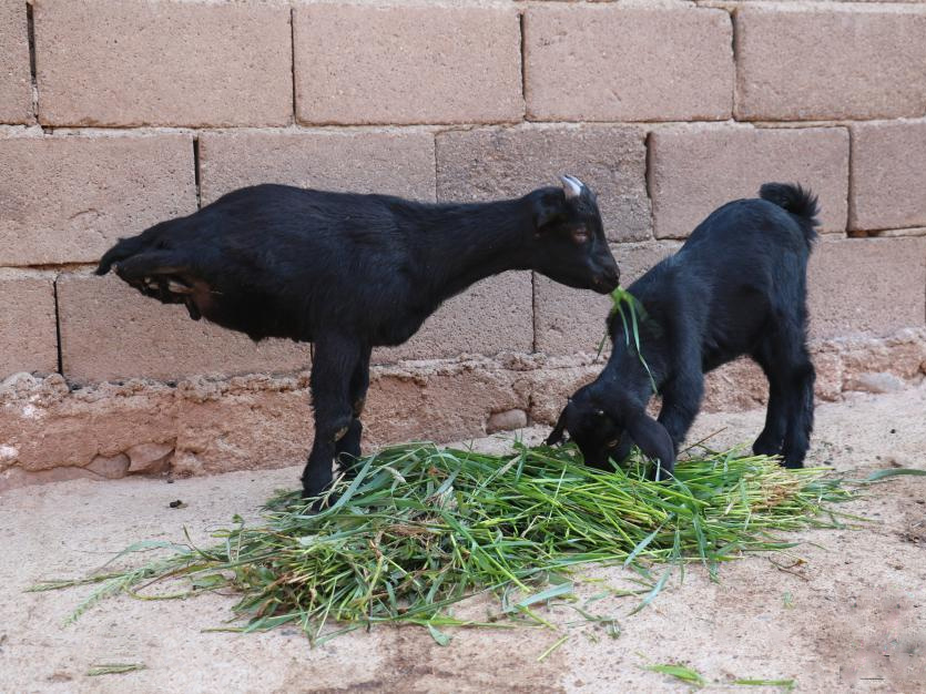 Chinas Two Legged Goat Becomes Minor Celebrity Gokunming