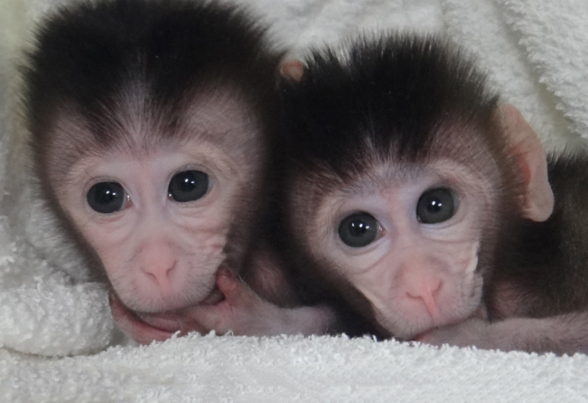 modified monkeys an MIT 'Breakthrough Technology' GoKunming