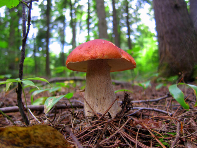 When Is It Mushroom Season - All Mushroom Info