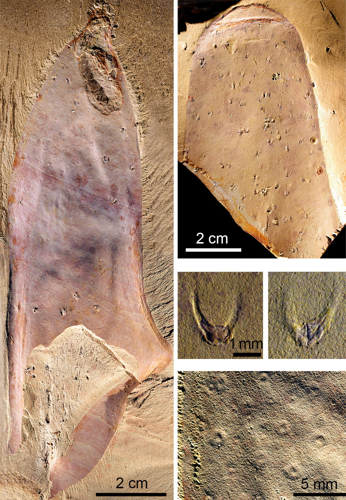 Another Half Billion Year-old Fossil Discovered In Yunnan | GoKunming