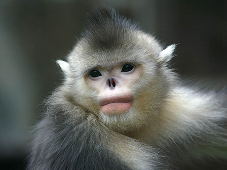 Saving the Yunnan Golden Monkey