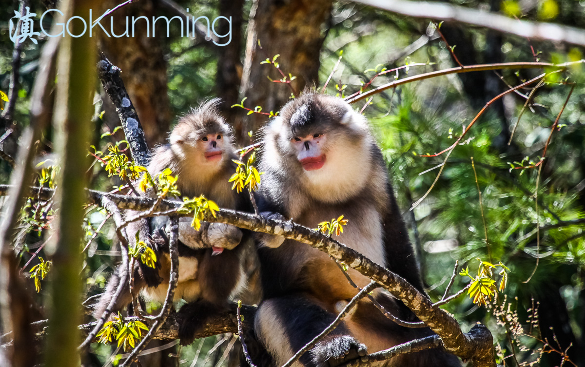 Saving the Yunnan Golden Monkey