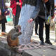 Monkey mayhem descends on downtown Kunming