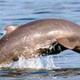 Pollution pushing Mekong dolphins toward extinction