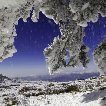 A pine tree weighed down with snow on Jiaozi Snow Mountain