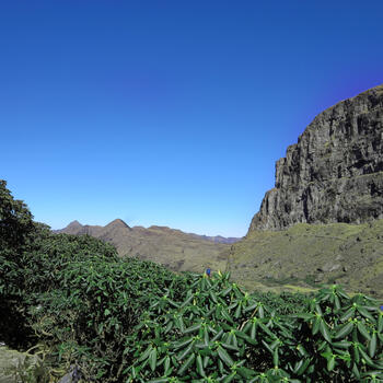 An azalea forest grows in the shadow of a cliff face (image credit: Chiara Ferraris)