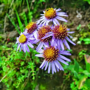 Spring flowers on the slopes of Jiaozi Snow Mountain (image credit: Philippe Semanaz)