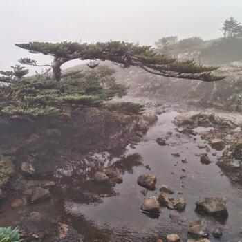 Stream, fog and a lovely little tree on the way to the summit of Jiaozi Snow Mountain (image credit: Philippe Semanaz)