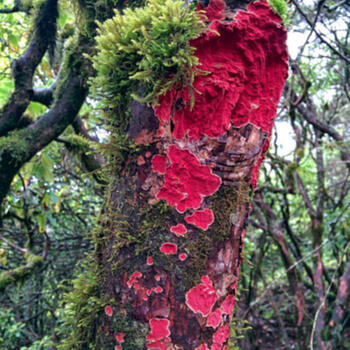 Colorful lichen and ferns growing from a stump on Jiaozi Snow Mountain (image credit: Philippe Semanaz)