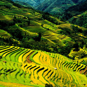 In early fall, the Hani Rice Terraces in Yunnan turn golden yellow