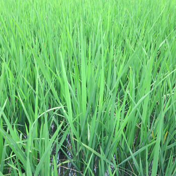 Rice stalks after planting during summertime (image credit: Chiara Ferraris)