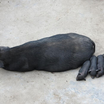 Nap time for the pigs in southern Yunnan's Yuanyang (image credit: Chiara Ferraris)