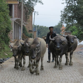 Rush hour near the village of Duoyishu, Yunnan (image credit: Chiara Ferraris)