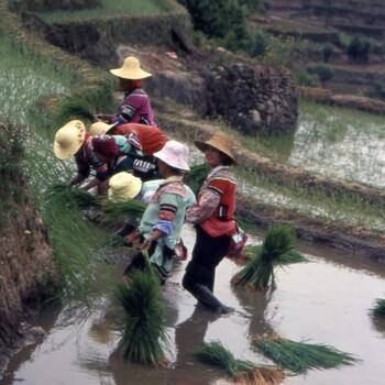 Planting the annual rice crop before the summer monsoon season (image credit: Jim Goodman)