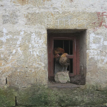 Village scene with chickens in a window (image credit: Chiara Ferraris)