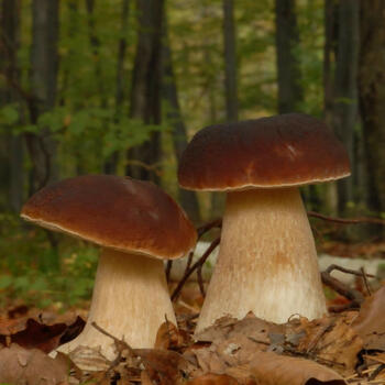 Wild porcini mushrooms (image from Sohu)