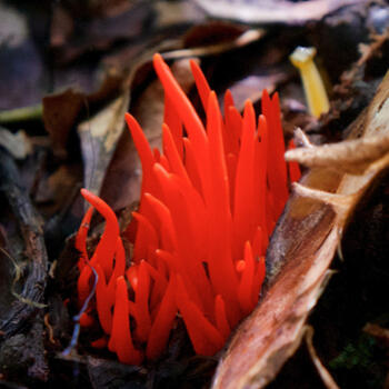 Clavaria fungus growing in the Nabanhe Reserve, Yunnan (image credit: Andrew Stevenson)