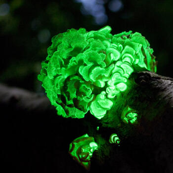 A time exposure of the bioluminescent fungus species Panellus stipticus (image from Wikipedia)