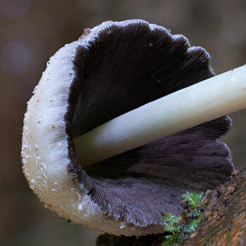 Coprinus mushroom, Yunnan (image credit: Stephen Axford)