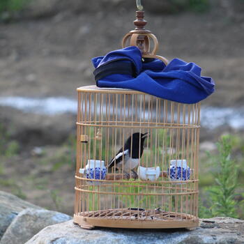 A caged oriental magpie-robin sings outside Dali Old Town