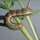 Invasive 'armyworm' threatening corn production in Yunnan, SE Asia