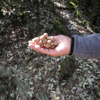 A cluster of oak chestnuts cradled in the hand