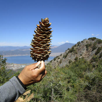 A pine cone, source of pine nuts. Photo taken near summit of Saddle Mountain with Lashi Lake and the north summit in the background