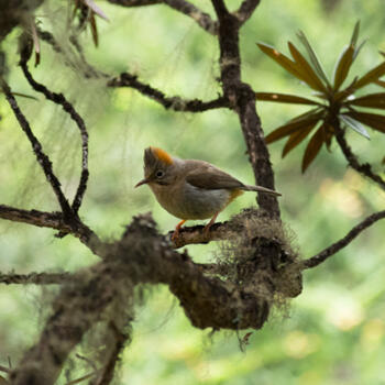 Roufus-vented yuhina in Laojunshan's high country