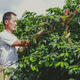 The Longread: Coffee trade in Yunnan - what's brewing South of the Clouds?