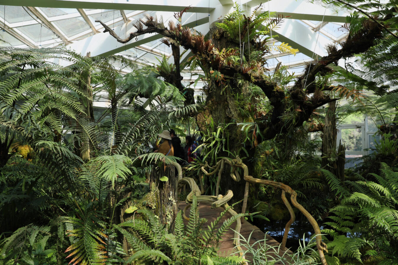 Exploring global biodiversity: The Fuligong greenhouses of Kunming ...