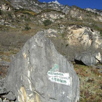 Sign for Walnut Forest