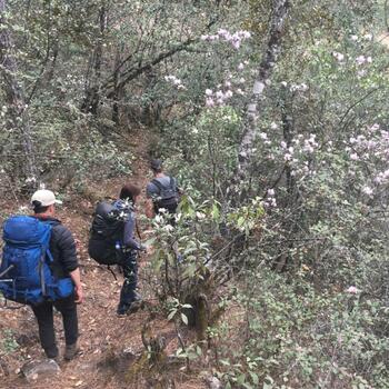 On the trail among flowers