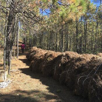 Pine needle bales on Pusa Mountain ridge