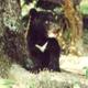 Black bear incursions a growing problem near protected area