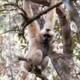 Yunnan moving to save gibbon species