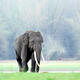 Elephant kills Yunnan woman near nature preserve