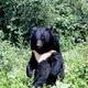Bear attacks increasing in northeast Yunnan