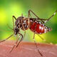 Drug-resistant malaria spreading through SE Asia