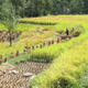 Fundraiser: buying rice threshers for Guizhou farmers