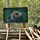 Disgruntled Yunnan panda receives flatscreen TV