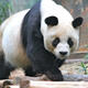 Men who killed, butchered giant panda arrested in China