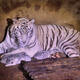 Five white Bengal tigers born at Chinese zoo