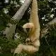 Goodbye, Yunnan white-handed gibbon