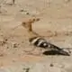 It's a hoopoe!