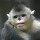 Endangered snub-nosed monkeys evade extinction