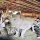 Rhinos reintroduced to Yunnan