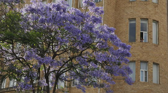 Pale purple flowers wave to a hotel guest