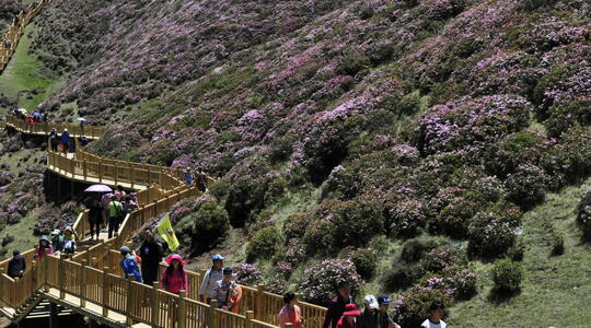 Wander through Rhododendron Sea